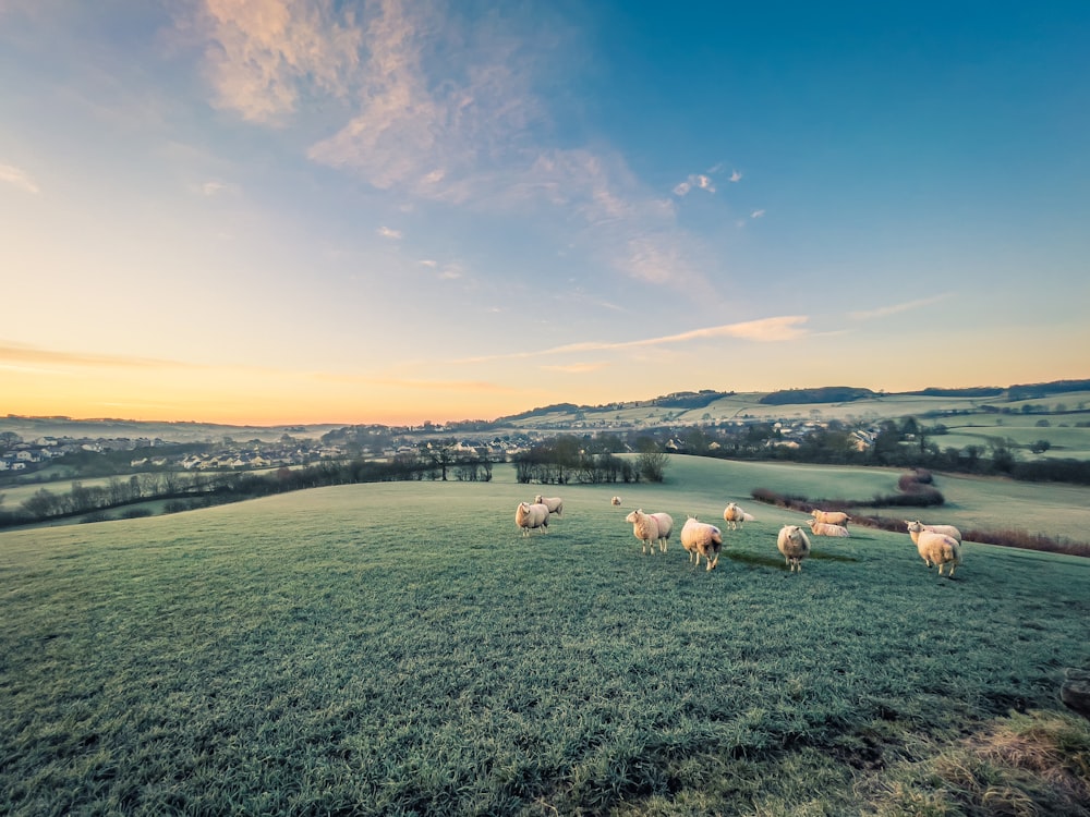 white and brown sheep on green grass field during daytime