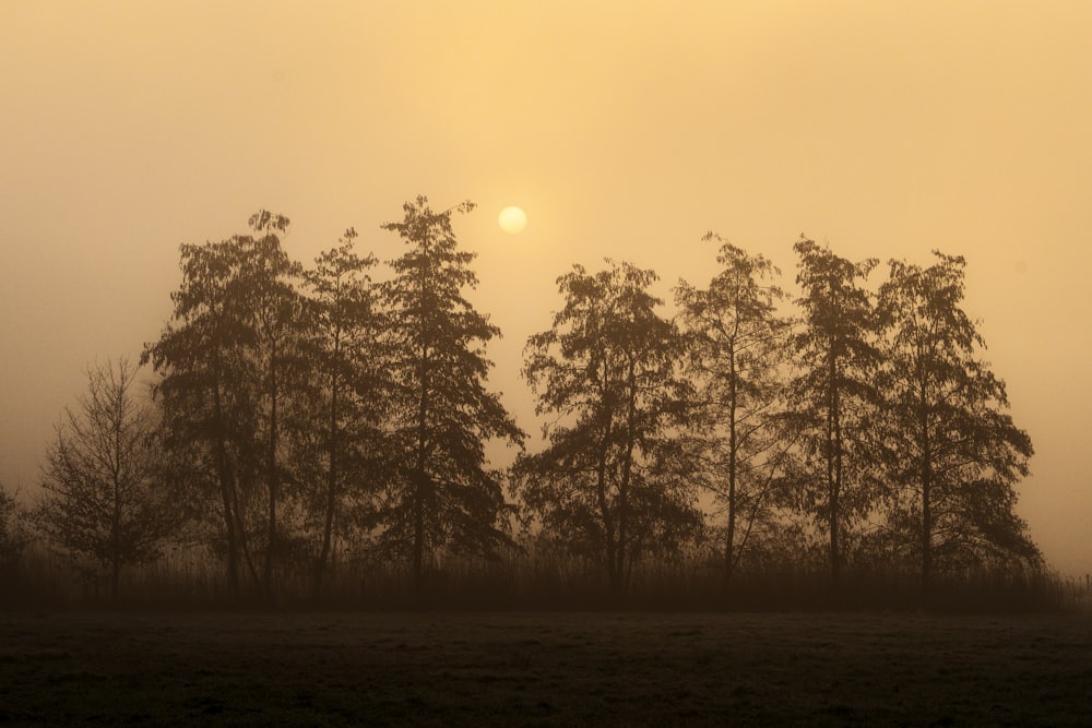 green trees under white sky during daytime