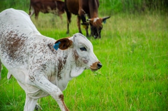 A speckled white calf with brown ears and a blue ear tag is standing in a lush green field. In the background, two other brown cows can be seen grazing.