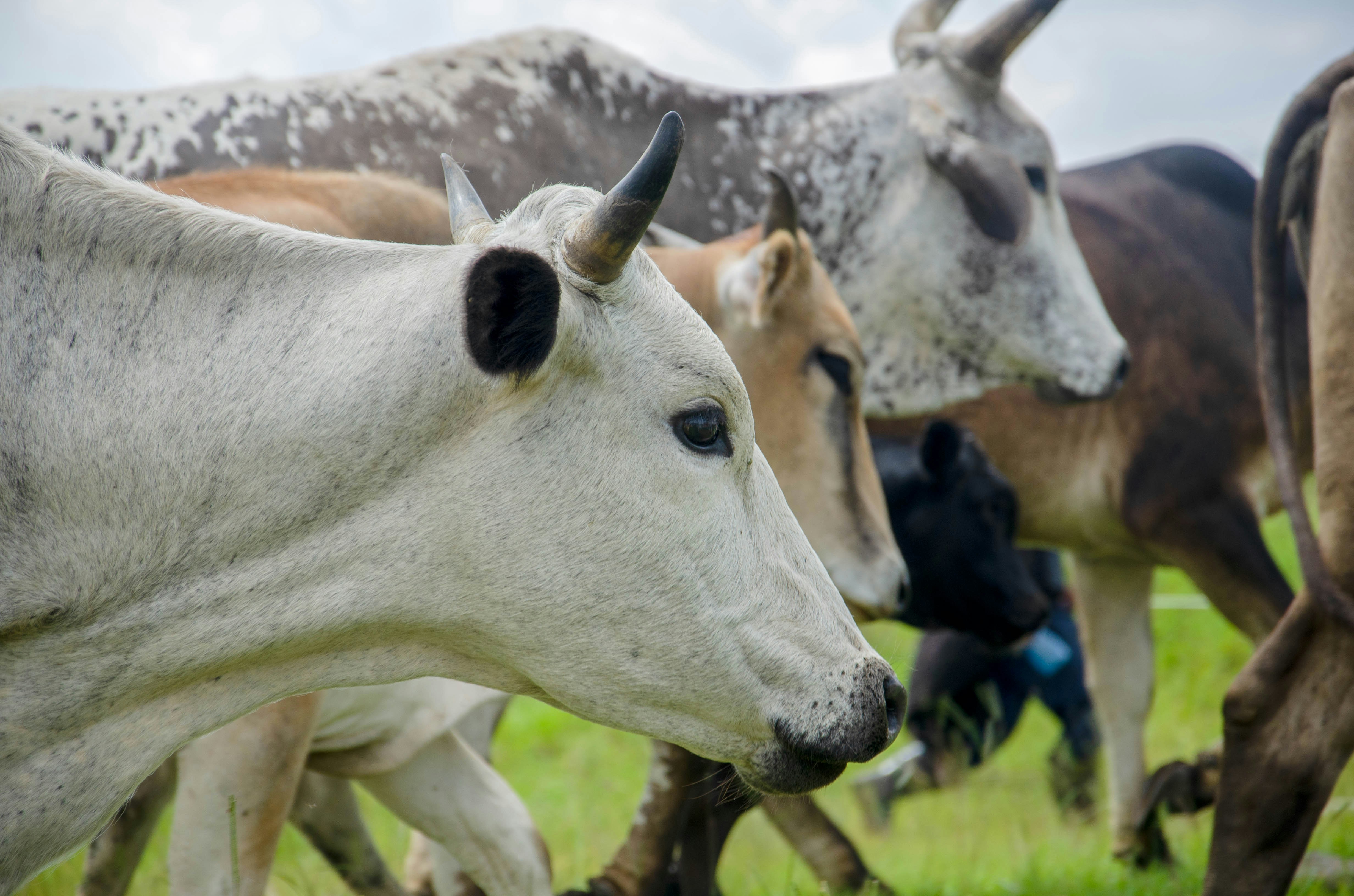 white cow on green grass during daytime