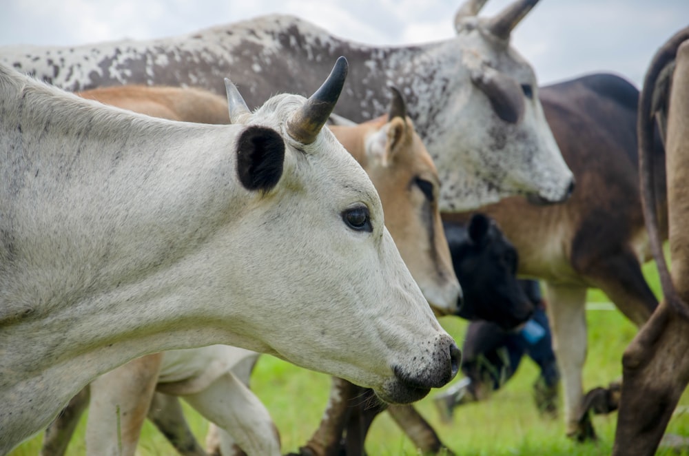 mucca bianca su erba verde durante il giorno