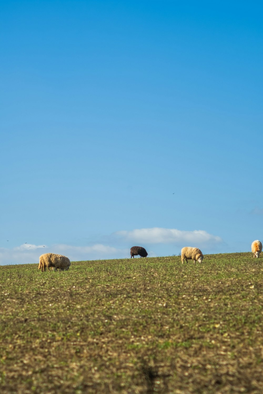 brown sheep on green grass field during daytime