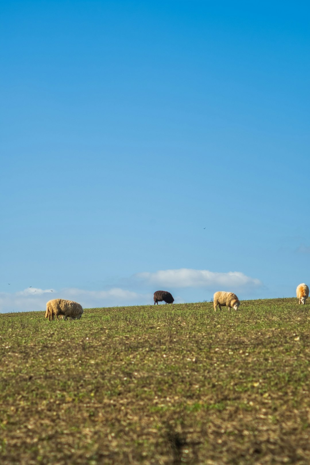 brown sheep on green grass field during daytime