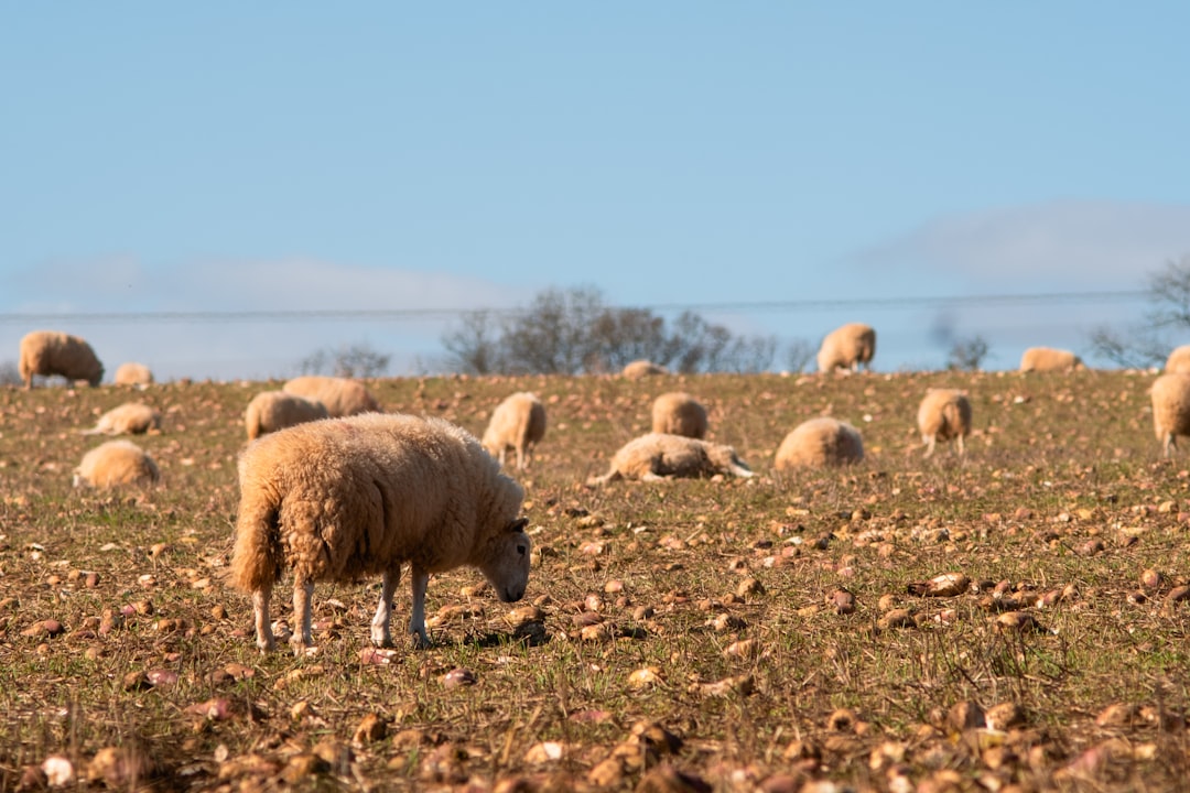 herd of sheep on brown field during daytime