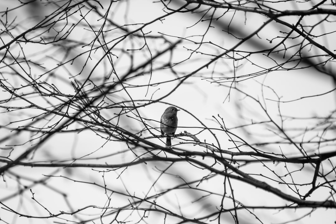 grayscale photo of bird on tree branch