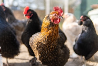 white and brown rooster standing on gray concrete floor