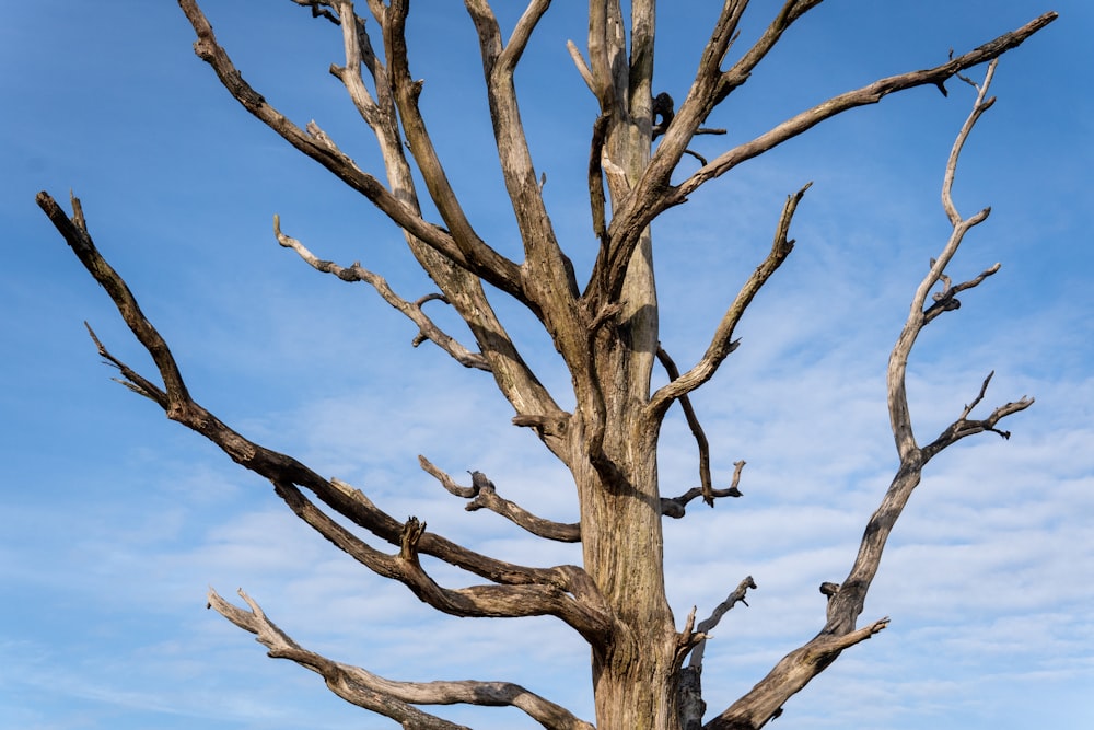 Árbol marrón sin hojas bajo el cielo azul durante el día