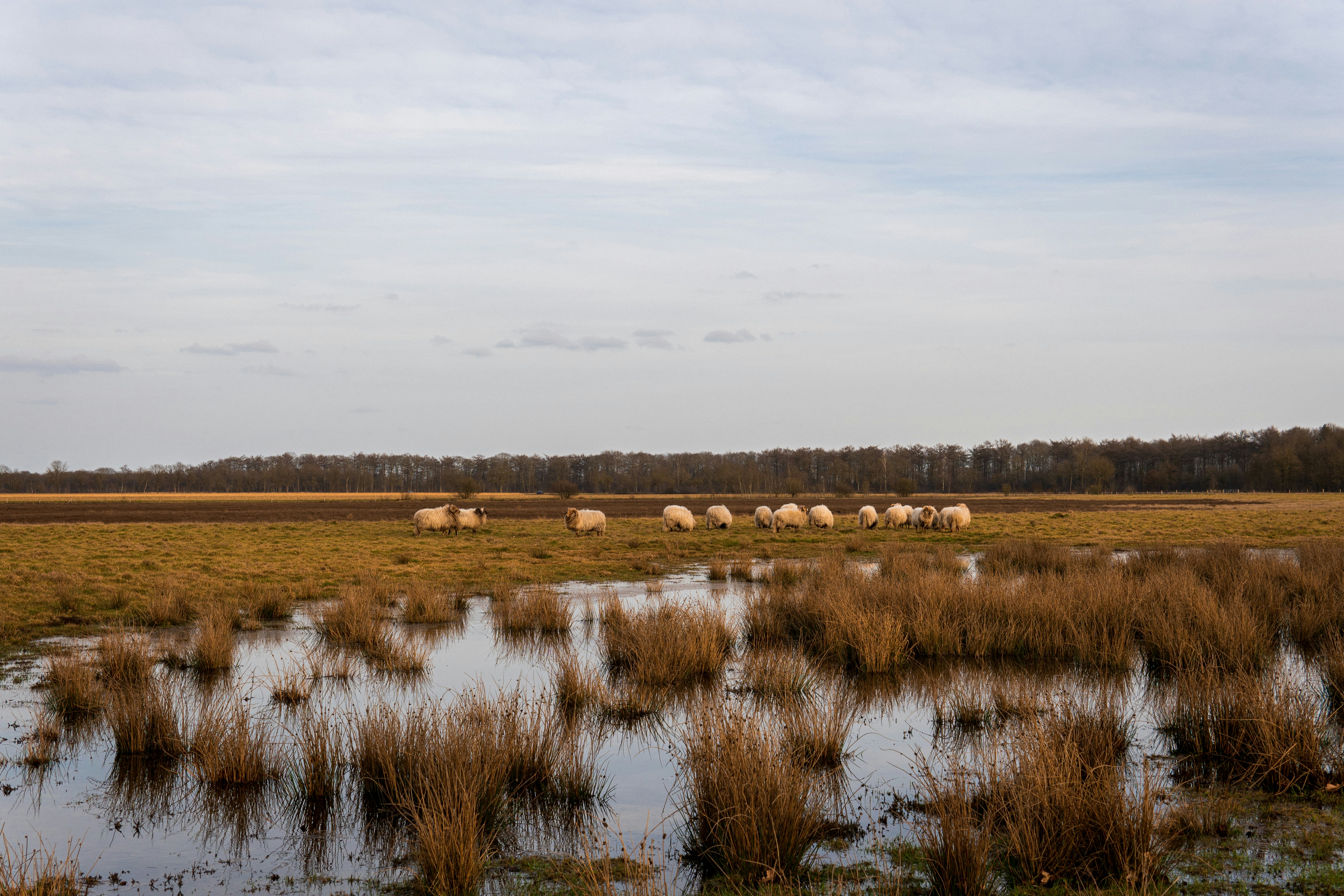 Restoration Success Stories (image credits: unsplash)