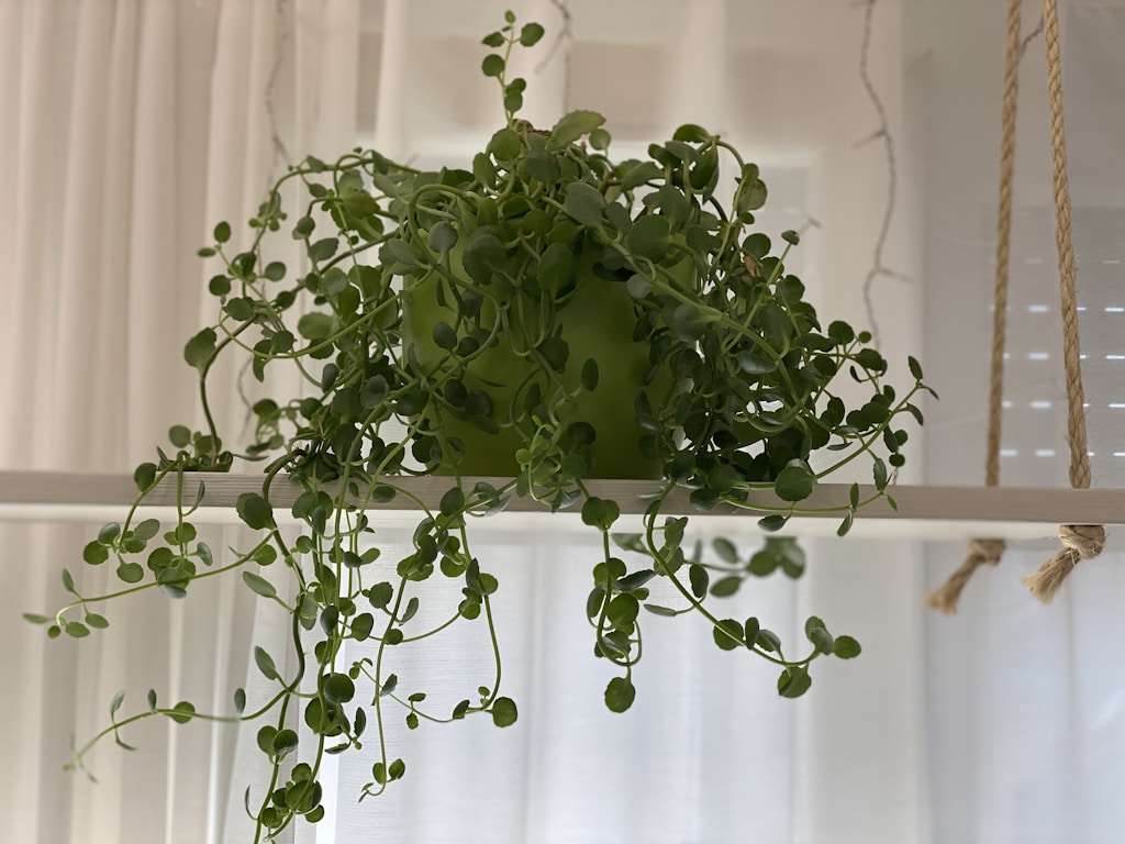 Boho Plant Hanger