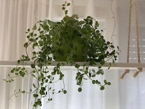 Plant Hanger