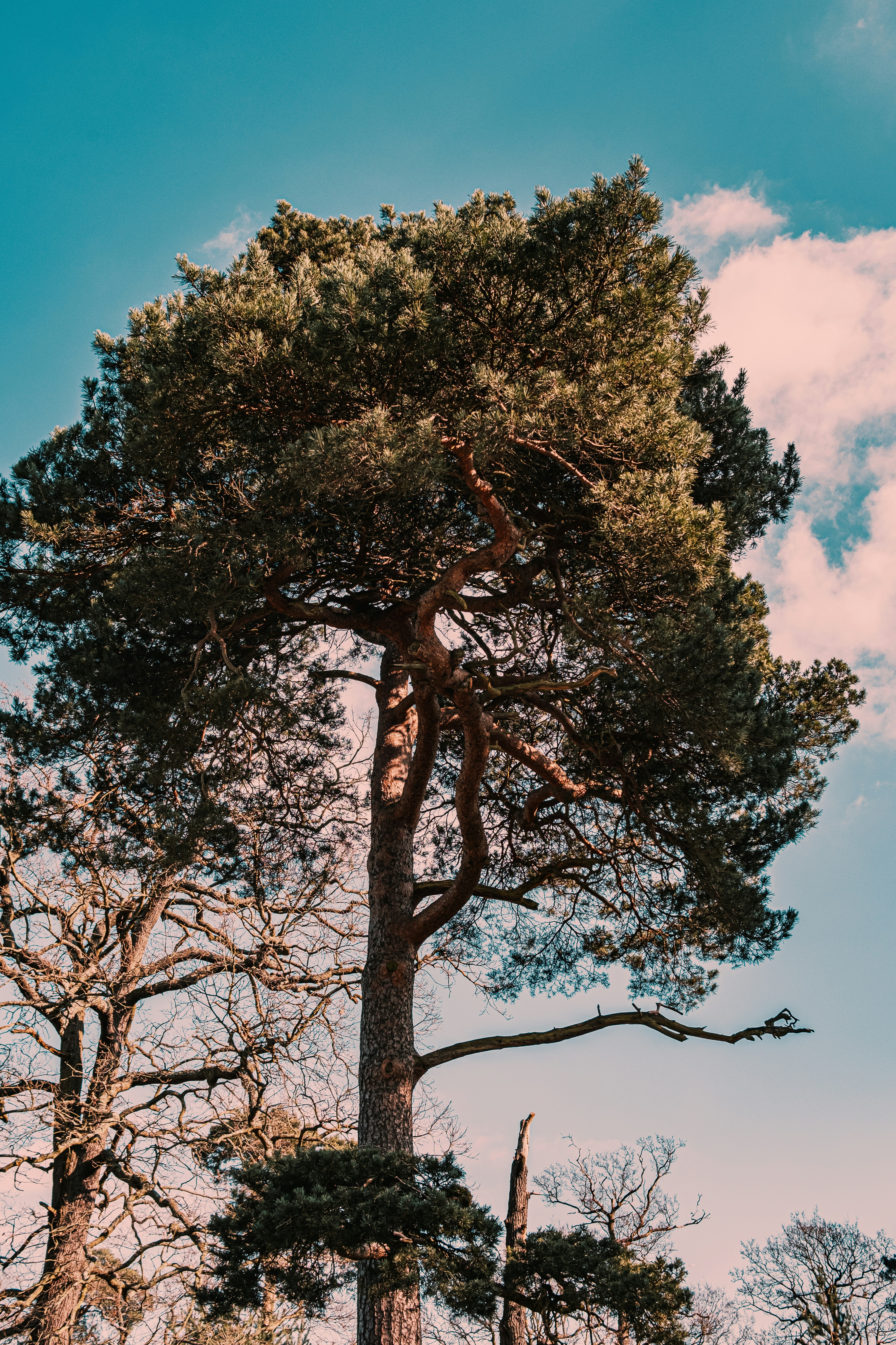 green and brown tree under blue sky during daytime