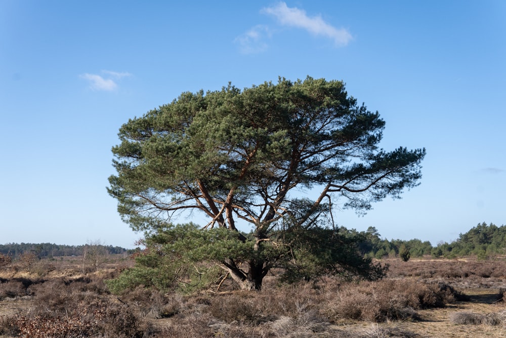 green tree on brown grass field during daytime