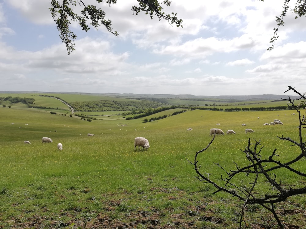 herd of sheep on green grass field during daytime