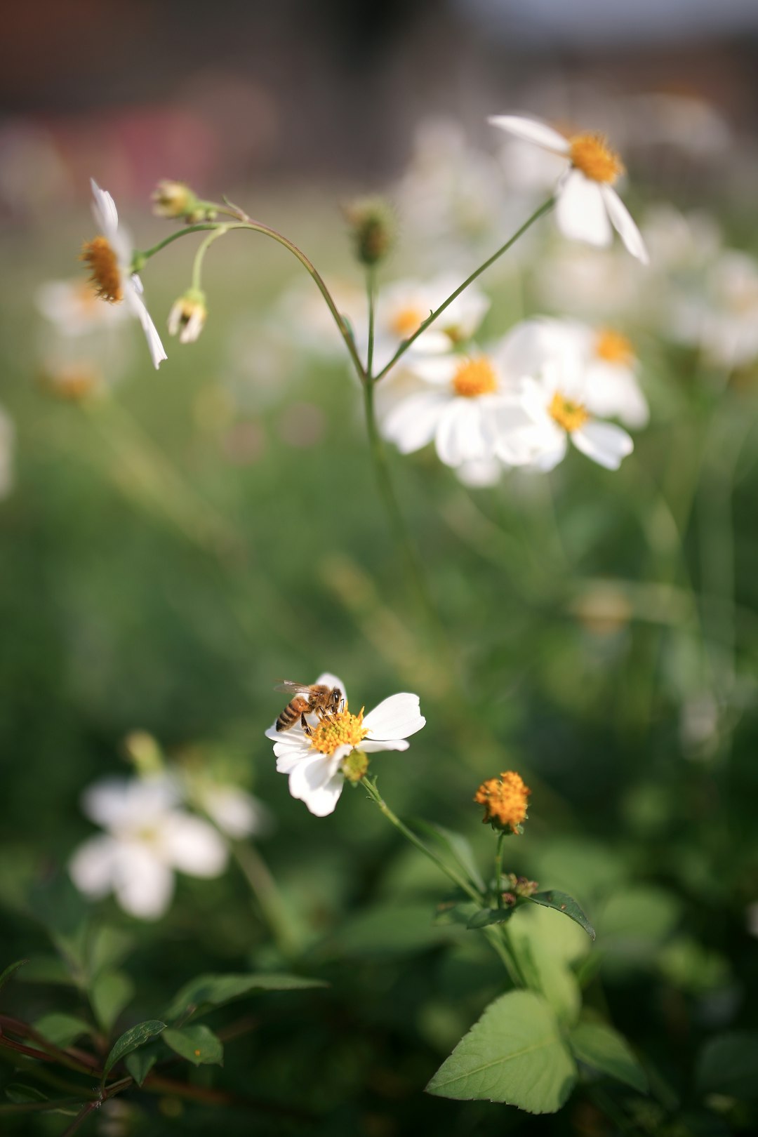 black and brown bee on white flower