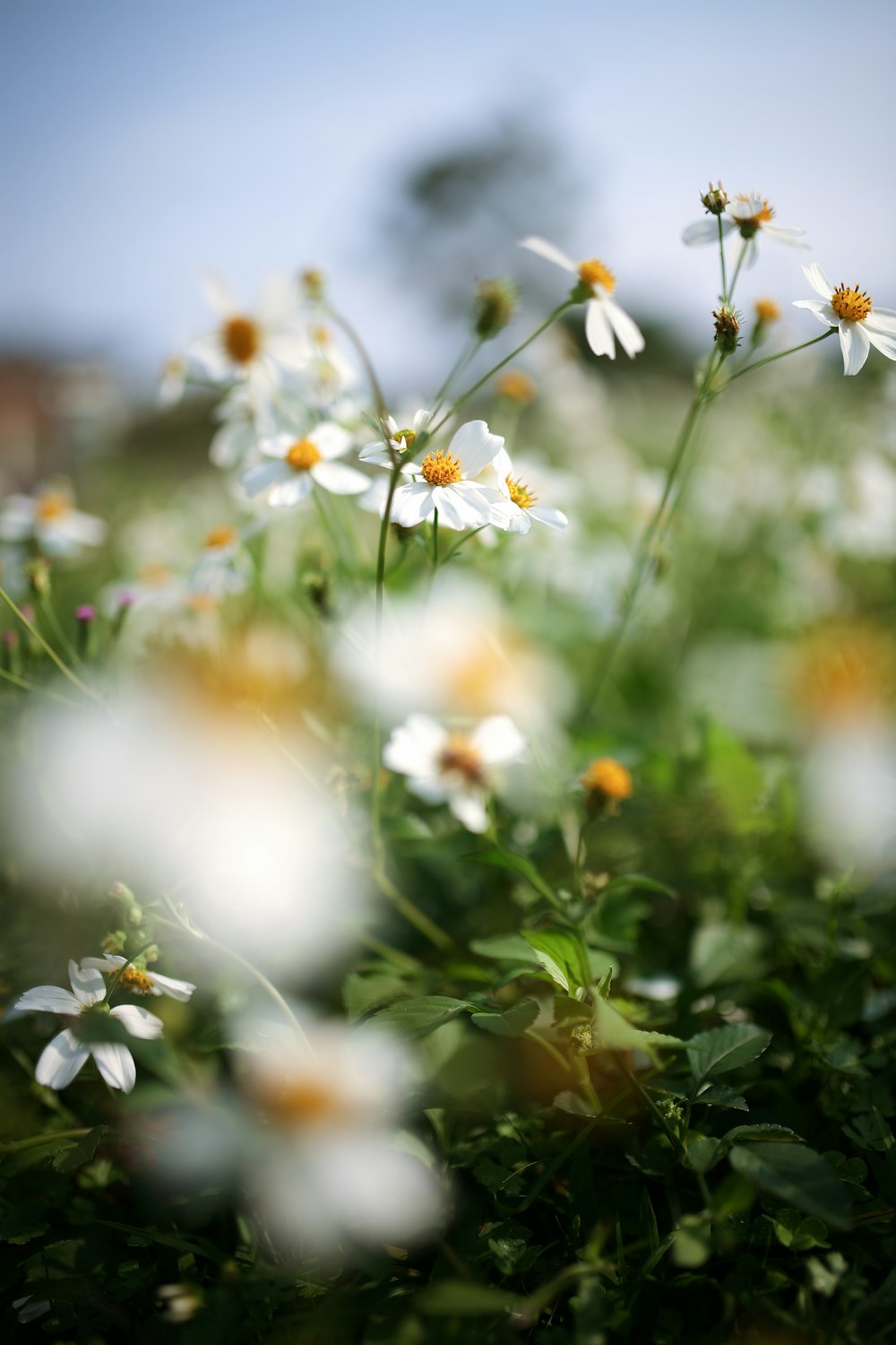 white and yellow flowers in tilt shift lens