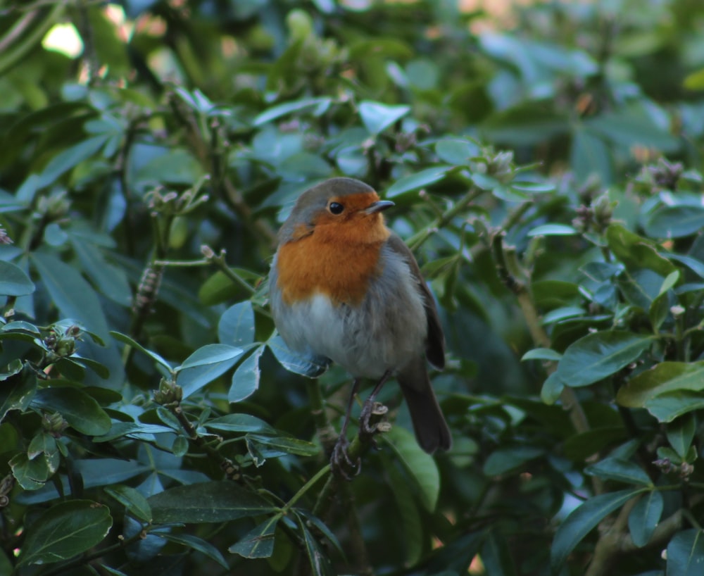 white brown and gray bird on green tree branch during daytime