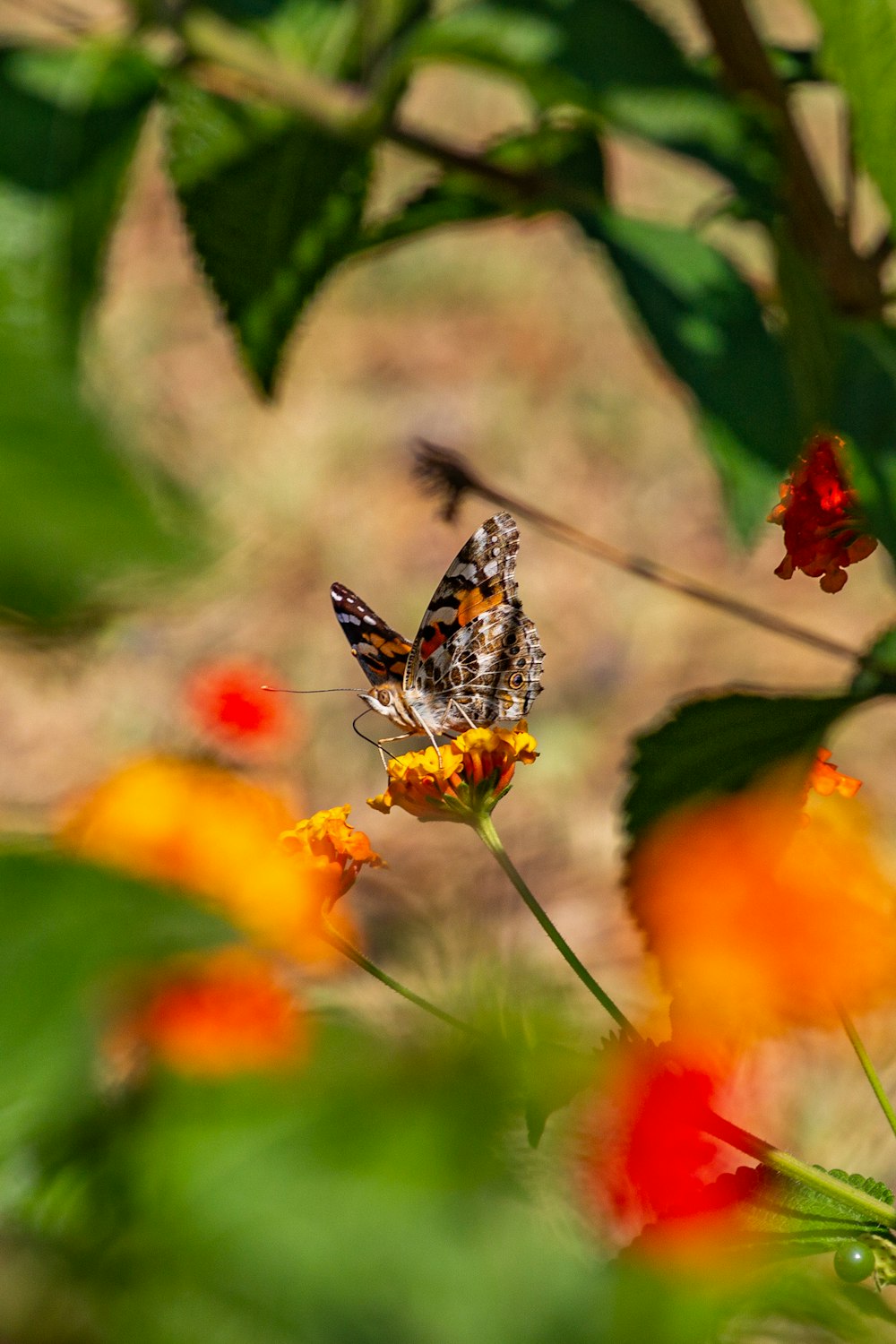 Mariposa marrón y negra en flor de naranjo