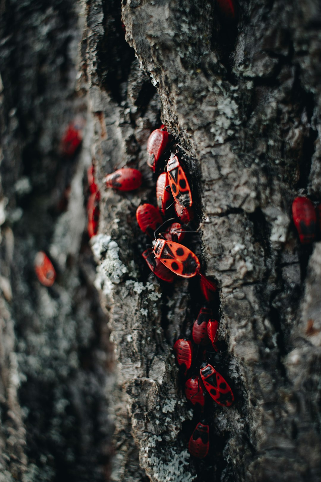 How To Kill Chiggers | Guide To Getting Rid of Chiggers