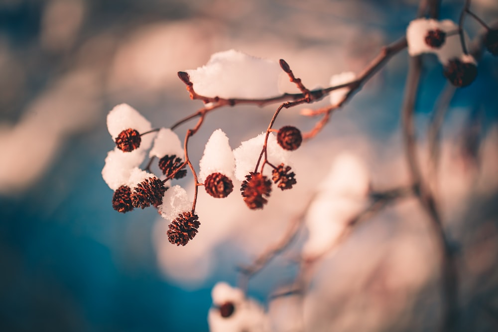 white and brown plant in close up photography