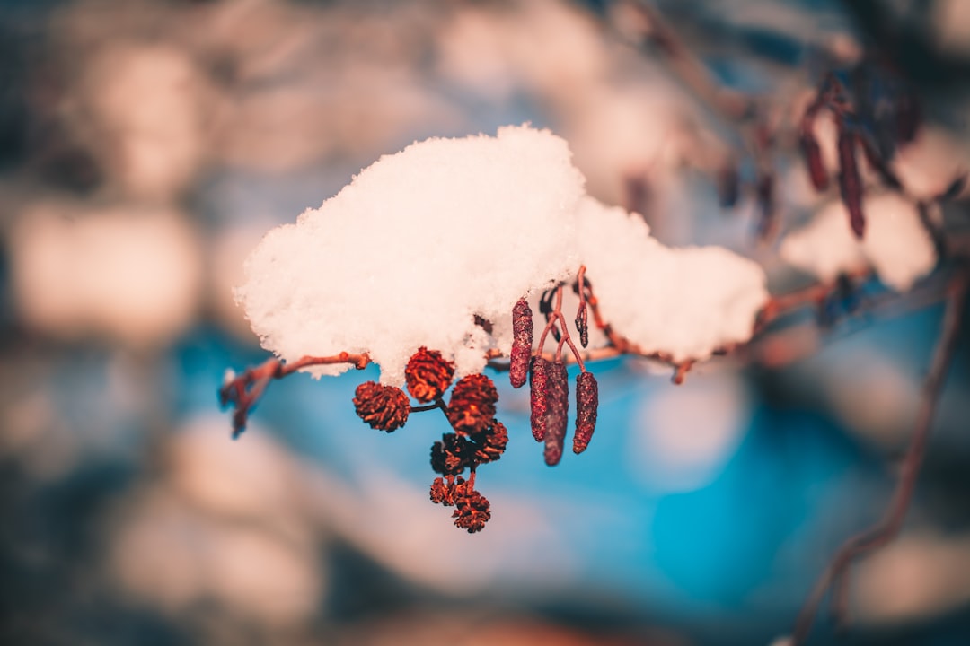 white snow on brown plant stem