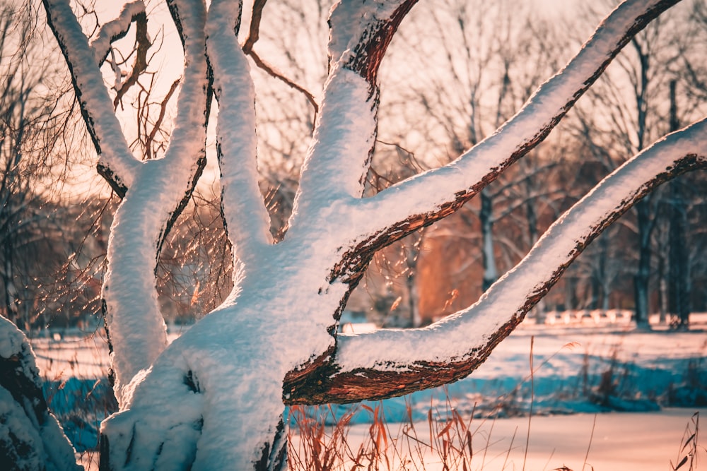 galhos de árvores cobertos de neve durante o dia