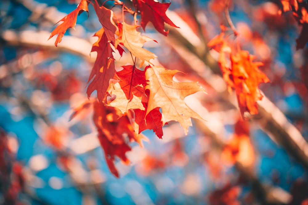 red maple leaf in close up photography