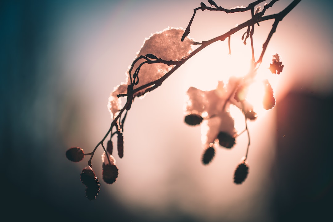 brown tree branch with water droplets