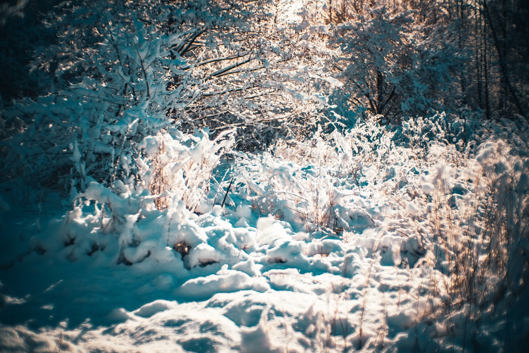 snow covered trees during daytime