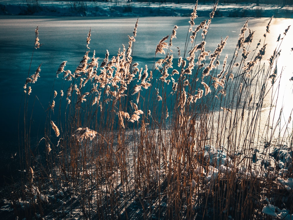 brown grass near body of water during daytime