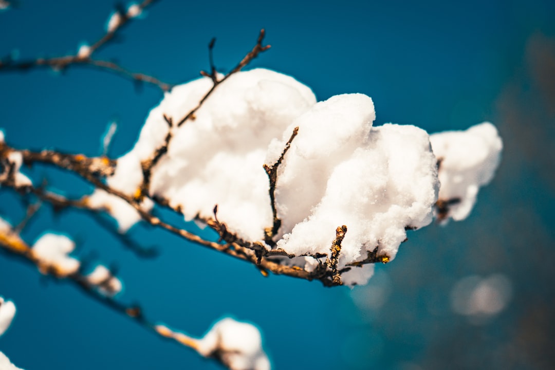 white snow on brown tree branch