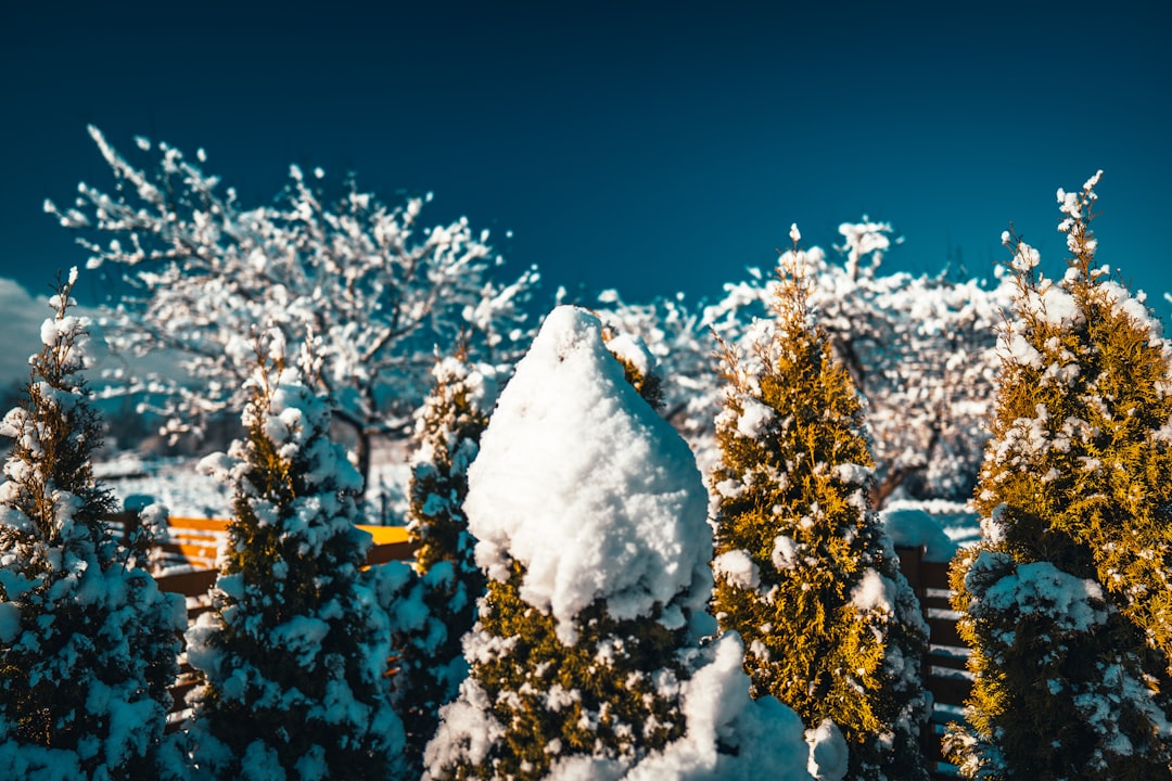 white snow covered tree during daytime