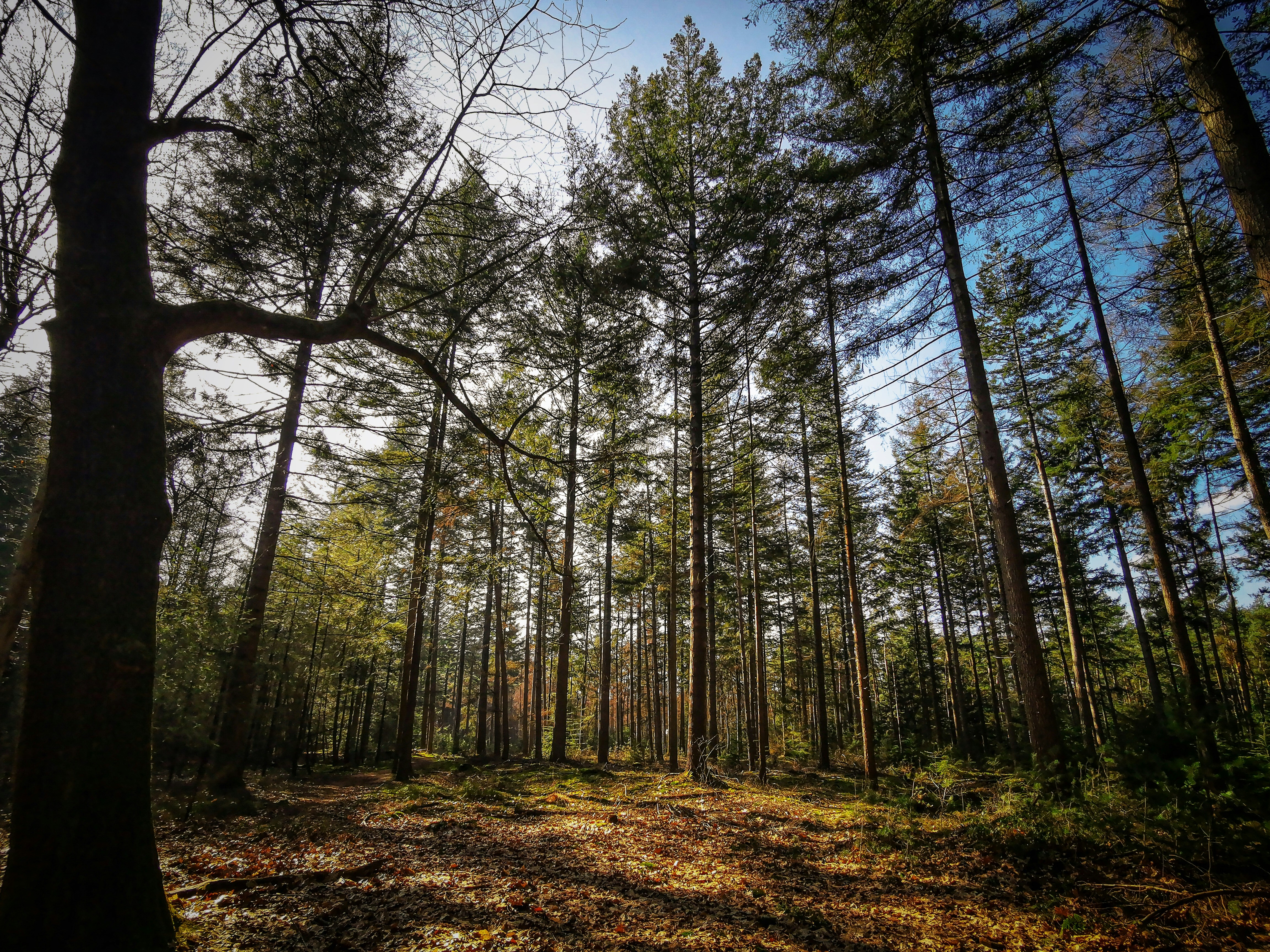 Afbeelding van Ulvenhout