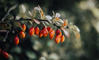 orange round fruits on tree branch