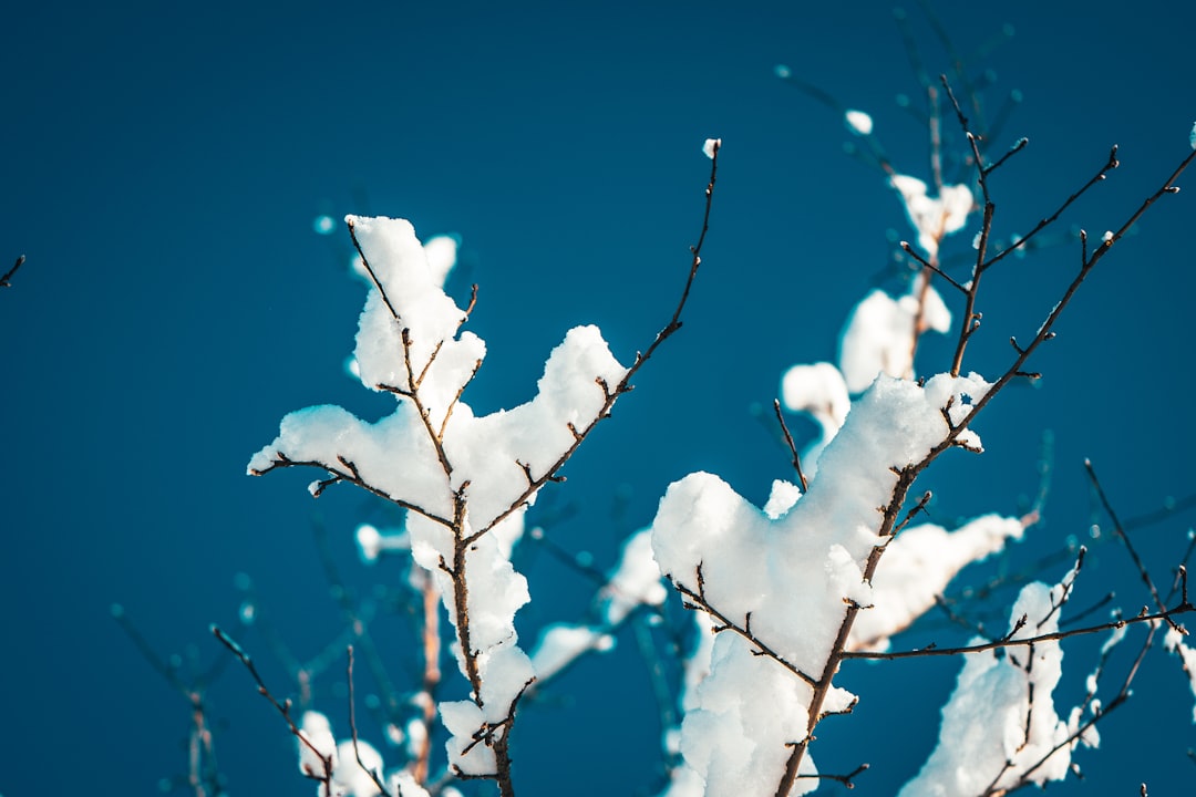 white snow on black tree branch