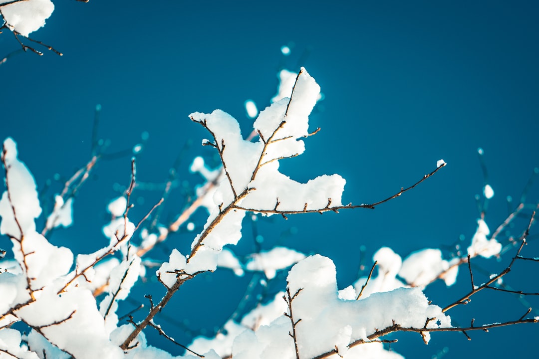 white snow on tree branch