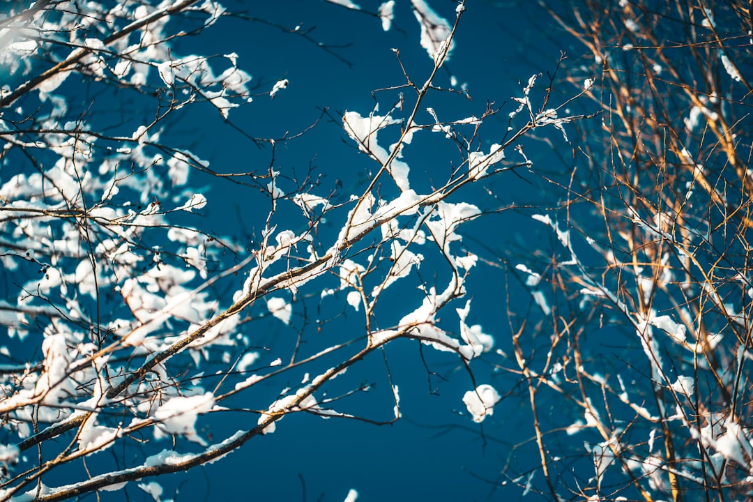 white leaves on tree branch