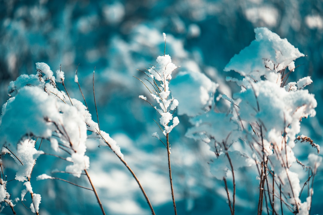 white snow on brown plant