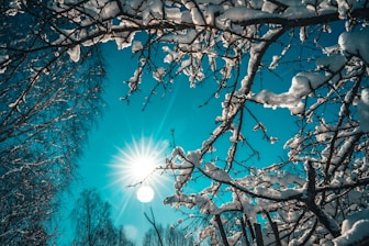 sun rays over bare tree