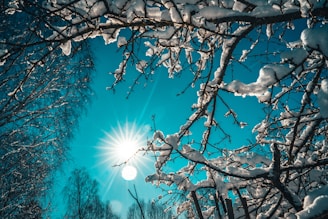 sun rays over bare tree