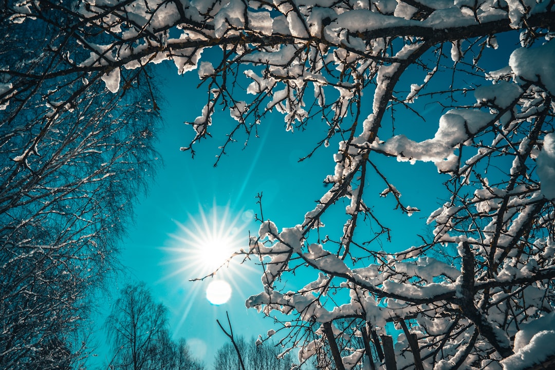 sun rays over bare tree