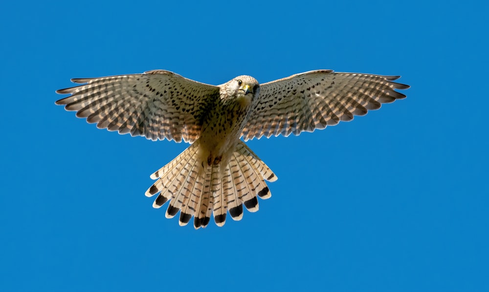 Uccello marrone e bianco che vola sotto il cielo blu durante il giorno