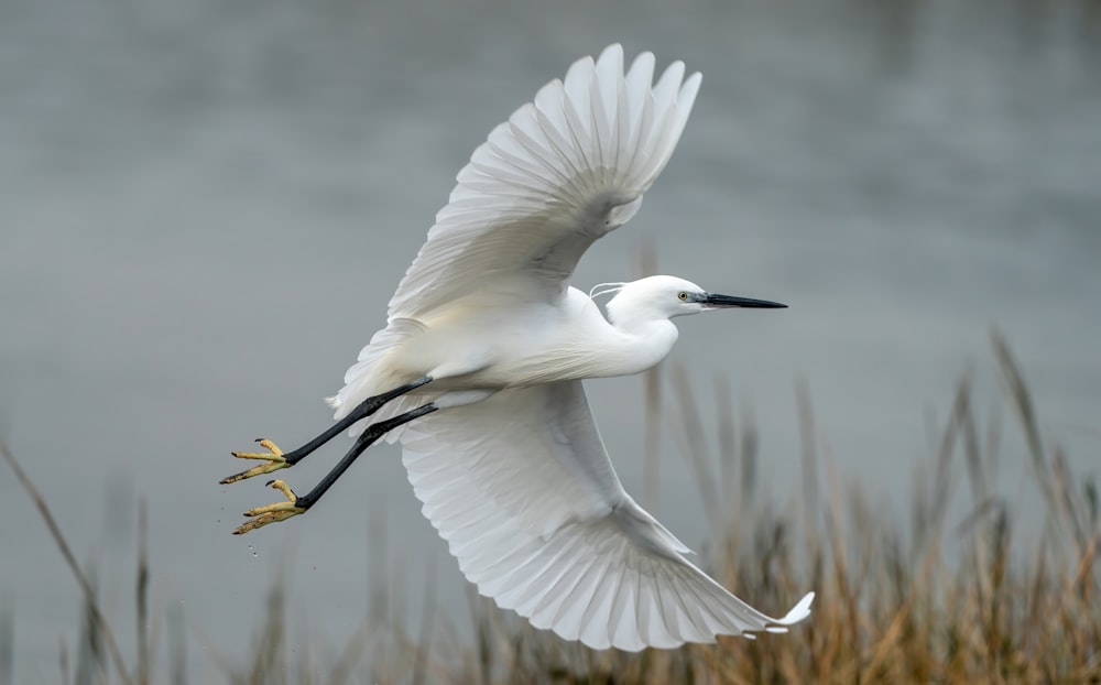 pájaro blanco volando sobre el cuerpo de agua durante el día