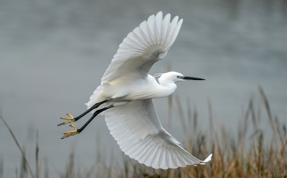pássaro branco voando sobre o corpo de água durante o dia