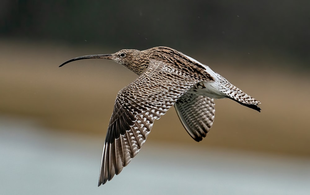 black and white bird flying