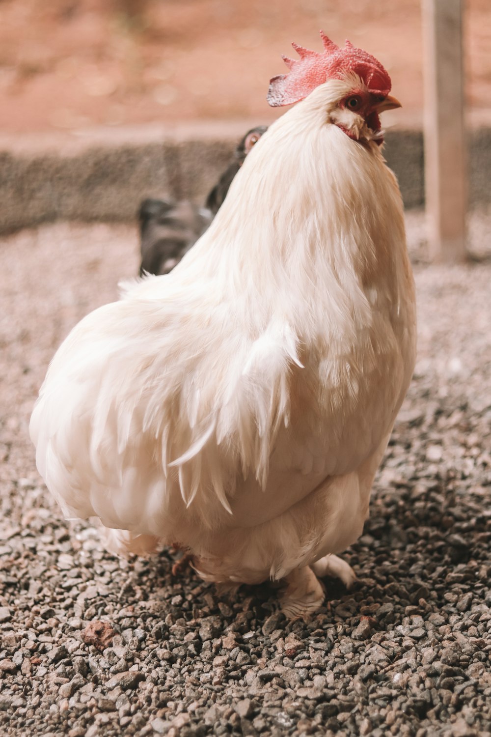 white chicken on brown soil