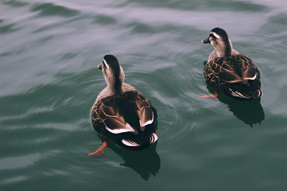 Canard brun sur l’eau pendant la journée