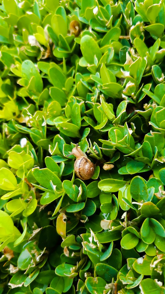 Live Snail Bundle