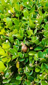Live Snail Bundle