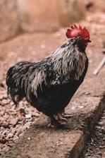 A rooster with dark plumage featuring highlights of white stands on a rough, stony surface. Its bright red comb contrasts distinctly against its feathered body. The background is blurred, focusing attention on the bird.