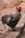 A rooster with dark plumage featuring highlights of white stands on a rough, stony surface. Its bright red comb contrasts distinctly against its feathered body. The background is blurred, focusing attention on the bird.